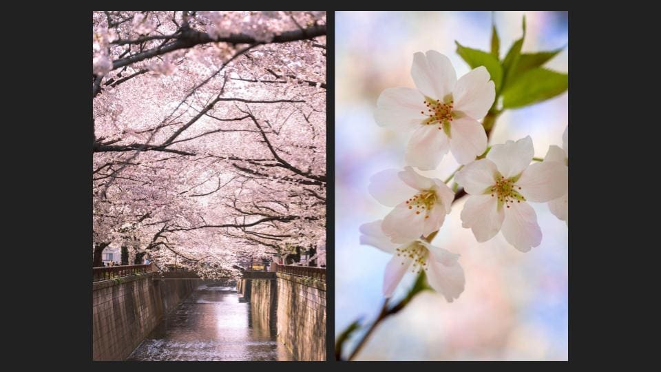 Collage of Sakura Cherry Blossom, one is a wide angel, and other is a closeup shot - Photographer in Tokyo, Japan Photography