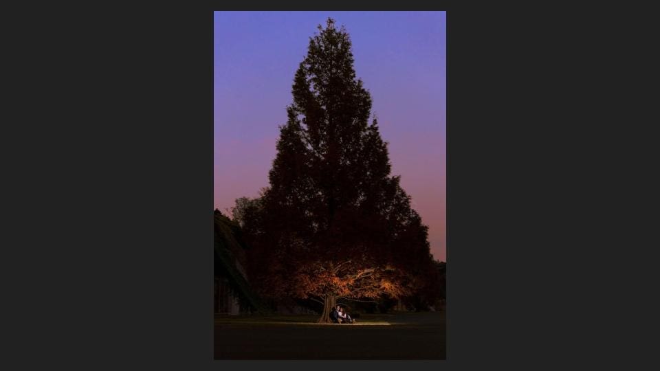 Wide angle shot of a grown up tree in night with a couple sitting underneath - Tokyo Portrait Photographer, Headshot photos