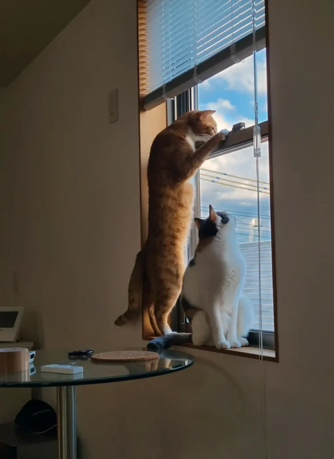 My Kitties